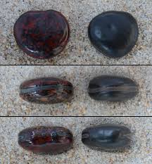 Image result for Mucuna gigantea