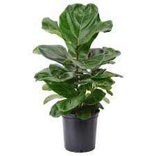 Image result for Ficus