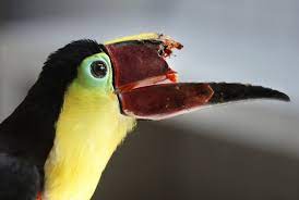 We're building an app that helps people spend and save more in line with their priorities by. Can 3 D Printing Save This Toucan S Life Audubon