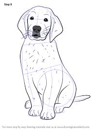 Learn How To Draw Golden Retriever Puppy Dogs Step By Step Drawing Tutorials Retriever Puppy Golden Retriever Puppy Golden Retriever Sketch