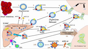 Check spelling or type a new query. Lipid Lipoprotein Processing Part 3 Formation Of Ldl And Hdl Youtube