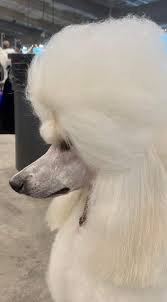 Profile for Angel Falls Poodles