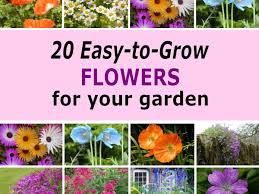 6 inches to 3 feet tall. 20 Easy To Grow Flowers For Garden Colour Dengarden
