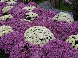 22 Floral Installations And Landscaping Ideas With Mums Celebrating Fall Colors Chrysanthemum Flower Flower Beds Flower Festival