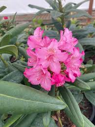 Image result for Rhipidoglossum microphyllum