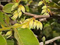 Image result for Diospyros consolatae