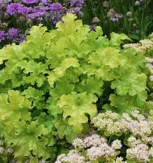 19 Easy To Grow Coral Bells For Colorful Gardens Finding Sea Turtles 'lime rickey' jest drugą odmianą o żółtych liściach dostępną powszechnie w polsce. 19 easy to grow coral bells for