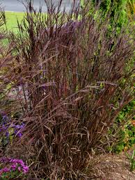 Image result for Andropogon