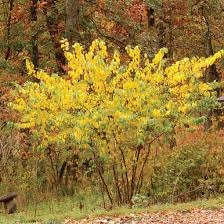 Image result for Buchnera libenii