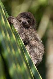 46 Thoughts Every Sloth Has Cute Sloth Pictures Cute Baby Animals Cute Baby Sloths