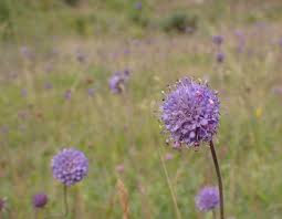 Three good things in nature and remembering Joyce Bott: the legacy of a  remarkable botanist