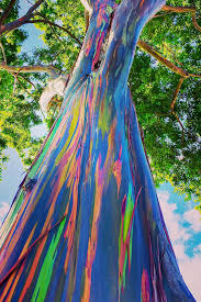 11 Bizarrely Beautiful Trees Around The World To Bring You A Moment Of Peace In 2020 Rainbow Eucalyptus Tree Rainbow Eucalyptus Rainbow Tree