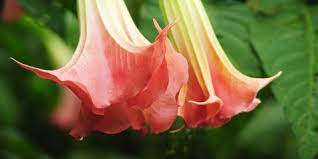 The Hallucinogenic Angel S Trumpet Plant Is Beautiful And Deadly Nature And Wildlife Discovery