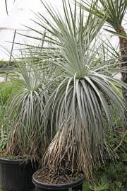 Image result for Pycnostachys coerulea