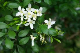 Image result for Murraya paniculata