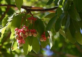 Image result for Ochna polyneura