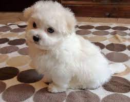 Cute Dogs And Puppies For Sale Online Near Teacup Puppies Maltese Puppy Adoption Maltese Puppy