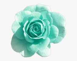 Light blue watercolor hand painted flowers. Turquoise Rose Blue Green Blush Flower Flowers Flower With Transparent Background Hd Png Download Transparent Png Image Pngitem