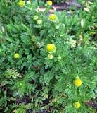 Pineappleweed: A Modest Morsel — Four Season Foraging
