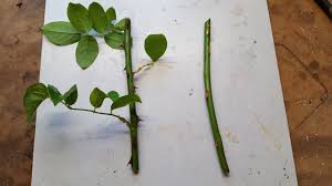 Cara menjaga bunga ros agar sentiasa berbunga dan lebat. Cara Menanam Bunga Mawar Dengan Setek Batang Pada Umbi Kentang Banyak Yang Nggak Kepikiran