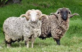 Black And White Sheep Breeds Nz Mohaka Sheep Sheep Breeds Sheep Sheep And Lamb