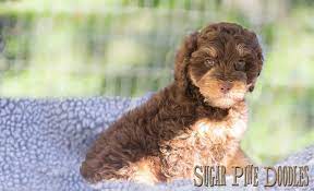 Available Puppies Sugar Pine Doodles Australian Labradoodles Labradoodle Puppy Australian Labradoodle Labradoodle