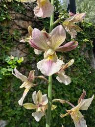 Image result for Eulophia streptopetala