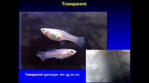 Guppys Color Genetics