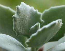 Fuzzy Kalanchoe Beharti Houseplant Succulent Plant Start Etsy Succulents Cacti And Succulents Plants