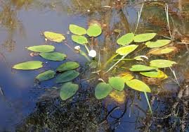 Image result for Ottelia