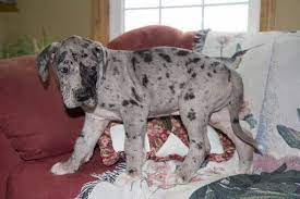 Puppyfinder.com is proud to be a part of the online adoption community. Great Dane Puppy For Sale In Cuyahoga Falls Oh Adn 71057 On Puppyfinder Com Gender Male Age 7 Weeks Old Great Dane Puppy Great Dane Dogs Cute Dog Costumes
