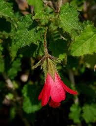Image result for Hibiscus panduriformis