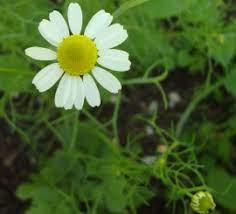 Chamomile Flower Essence Calms Sensitivities Irritations And Raw Nerves Where The Emotional Skin Interac Flower Essences Flower Remedy Chamomile Flowers