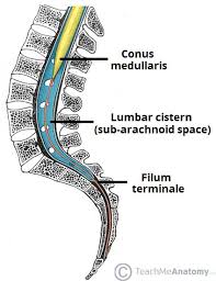 The Spinal Cord - Meninges - Vasculature - TeachMeAnatomy