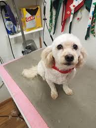 Hannah's Groom Room🐾