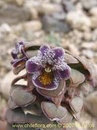 Check spelling or type a new query. Viola Atropurpurea Familia Violaceae Viola Flower Flowers Flora