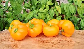 GOLDEN TAMARA Sweet Pepper