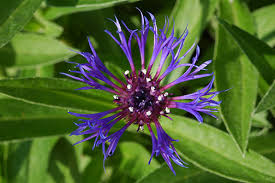 This species is low to medium in height and well suited to growing in the sunny border. Gardenatoz Perennial Bachelor Button Centaurea Garden A To Z