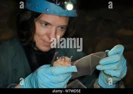 Bat scientist inspecting the wing of a Greater horseshoe bat (Rhinolophus  ferrumequinum) for damage and parasites during a winter hibernation survey  in an old Bath stone mine, Wiltshire, UK, February. Model released