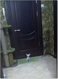 muzh kypil ohrannika domoj devchonki kak vam storozhevaya sobaka zhivotnye veselye zhivotnye