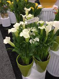 The most common callas, however, are hybrids (zantedeschia hybrida) grown as potted plants. Zantedeschia Calla Lily North Carolina Extension Gardener Plant Toolbox