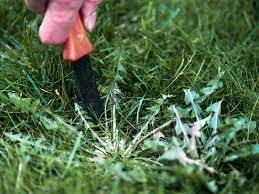 Be sure the lawn is not under drought stress. Tips On Killing Weeds In Winter Jimsmowing Com Au