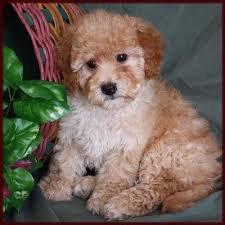 Black Bichon Frise Puppy For Sale Bichon Poodle Janie Bisquit Bichon Frise Puppy Poodle Mix Dogs Puppies