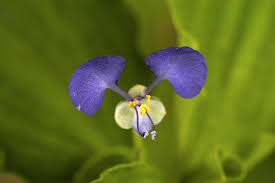 Image result for Commelina latifolia