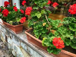 Hojas Verdes Y Flores Rojas De Geranio En El Patio Tiro De Cerca Foto De Stock Y Mas Banco De Imagenes De Aire Libre Istock