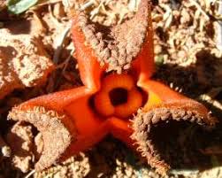 Image result for Hydnora