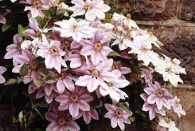 I ouldn't move anything while it's in flower and i think you'll find the roots of a clematis go really deep so you'll have difficulty digging them all out and successfully transplanting it. Pin On Gardening