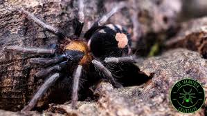 Find this pin and more on trinidad pride by monica gomez. Trinidad Dwarf Tarantula Cyriocosmus Elegans Care The Tarantula Collective