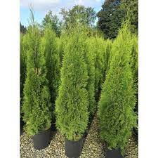 Planting cost is dependent on area, materials. 5 Gal Potted Emerald Cedar Lowe S Canada