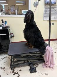 Image result for skotský setr gordonsetr